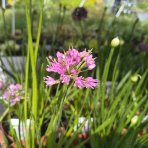 Okrasný cesnak (Allium) ´OSTARA´, kont. C2L